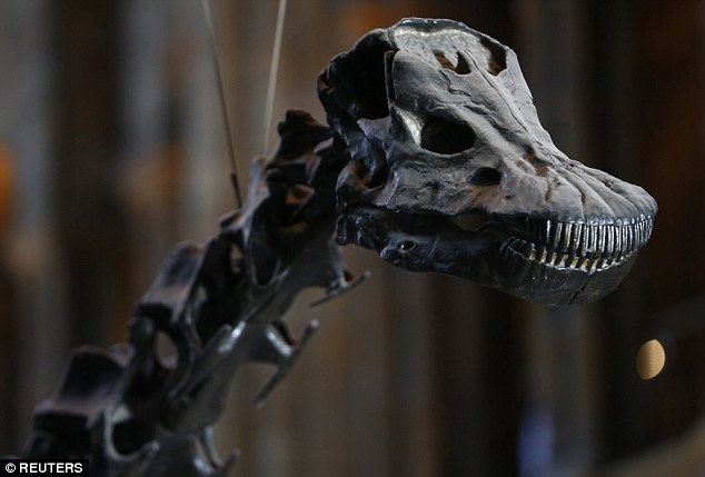 ��������ݷ���Ҳ���������ǵ����ɣ���Ϊ����ݶ����Ƴ³����Ǻ�������ģ����������ĹǼ��Ѿ��ڲ��鶯�������еļ�ʮ���ˣ���Ҳ��һ�β����ĸı䡣