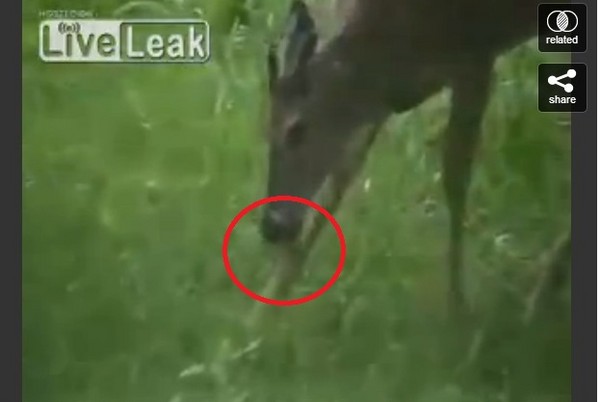 �ǳ���ѱ�Ĳ�ʳ�Զ���¹��Ȼһ��������ȸ