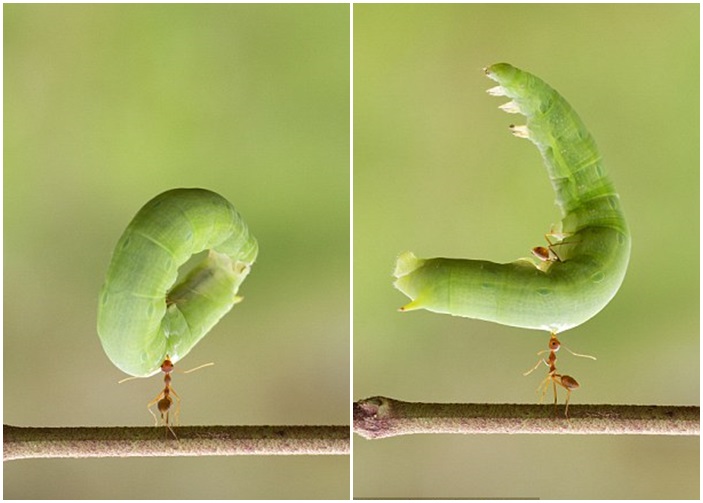 Ĵʿӡ㵽һֻ֯Ͼֻ°;;һëë