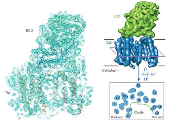 首次揭示阿尔茨海默氏症致病蛋白三维结构