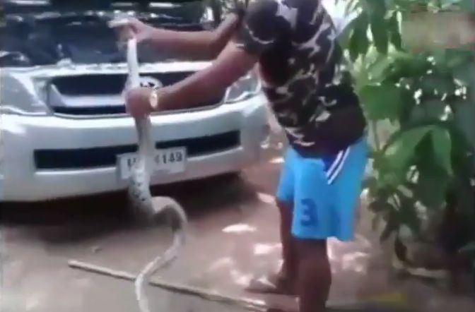 估计达数呎长的巨蛇,被擒后仍然不停扭动。