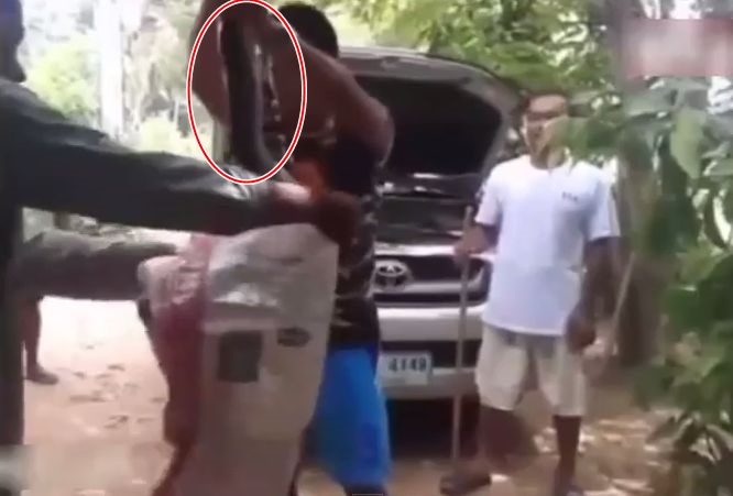 “蛇王”最后将巨蛇放进袋中