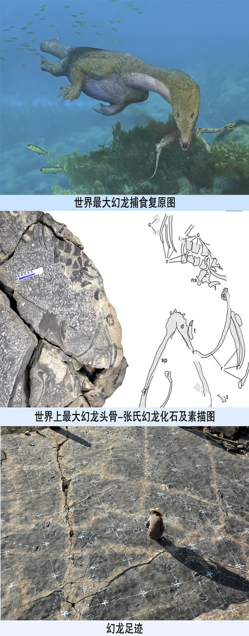 发现世界最大幻龙头骨及水下觅食足迹