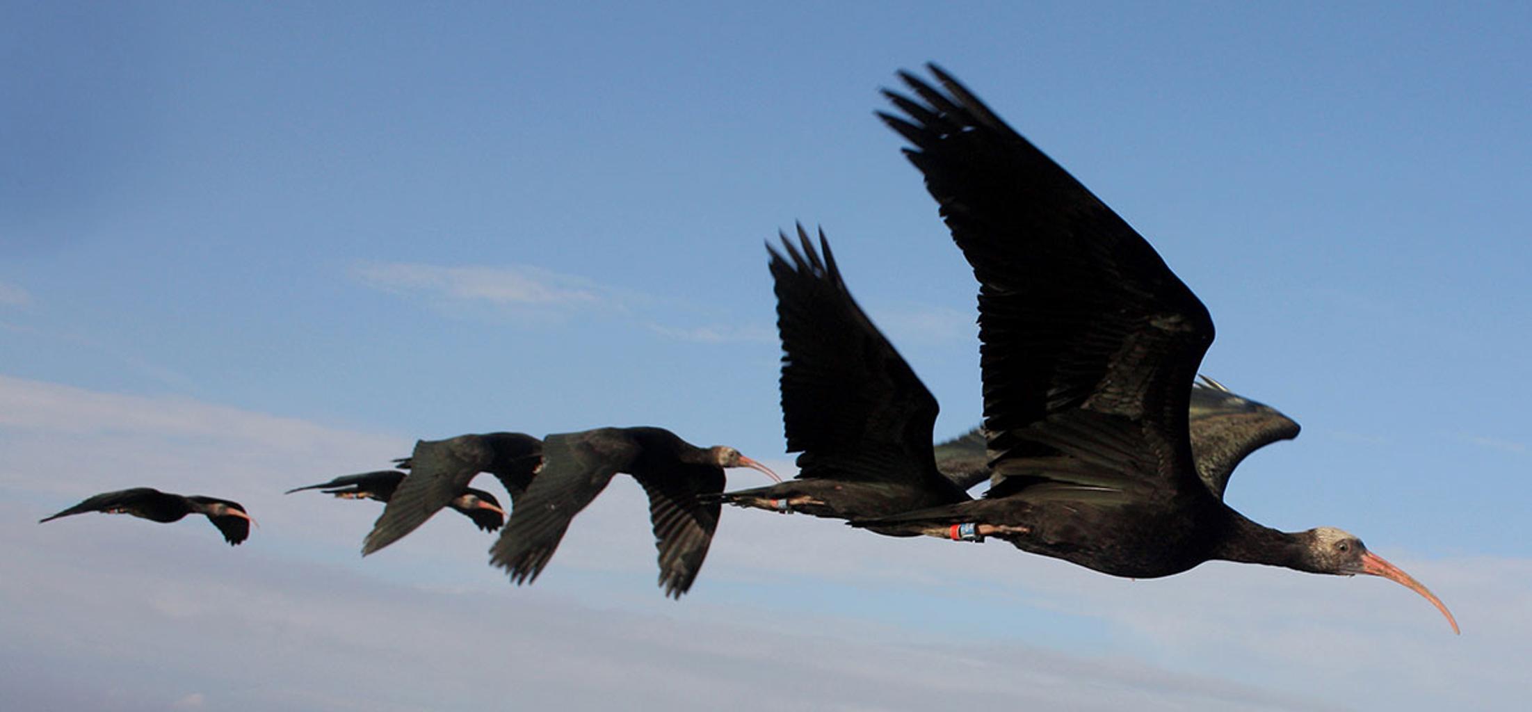 候鸟隐士鹮在飞行编队中的合作
