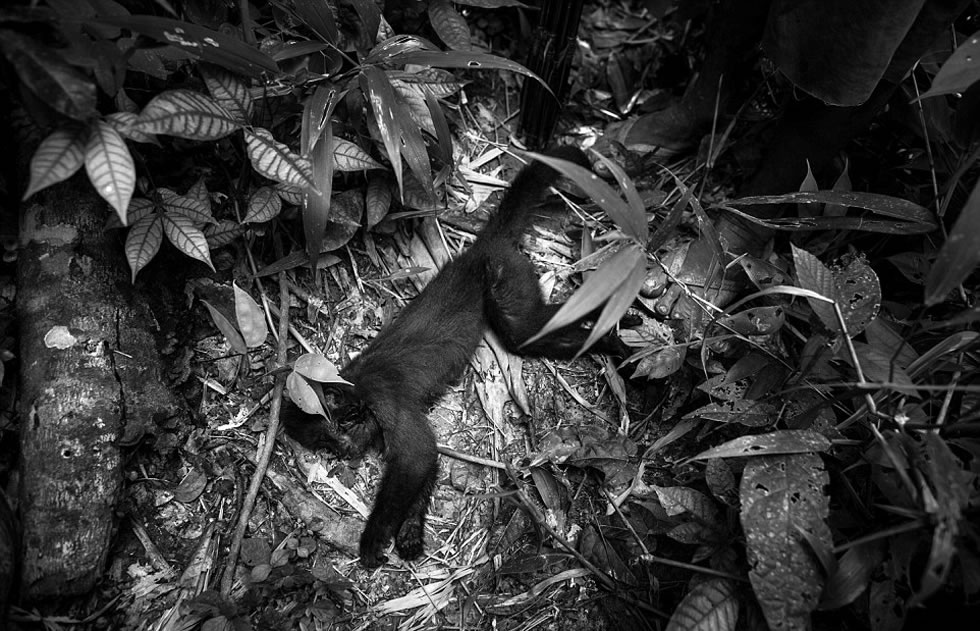 野生猴子是Awa-Guaja部落的食物来源之一