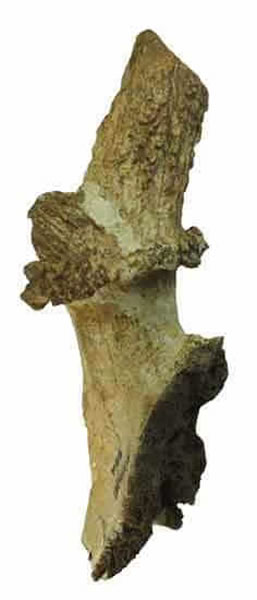 �Թ����ڷ��ֵĶ�����¹�ǻ�ʯ