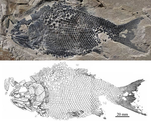 奇异盘县鱼正型标本和素描图(徐光辉供图)