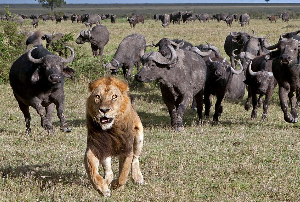 �ڿ����ǵ���������������Ȼ������������ʧ�����ʨ������ʮͷҰţ׷�ϡ�