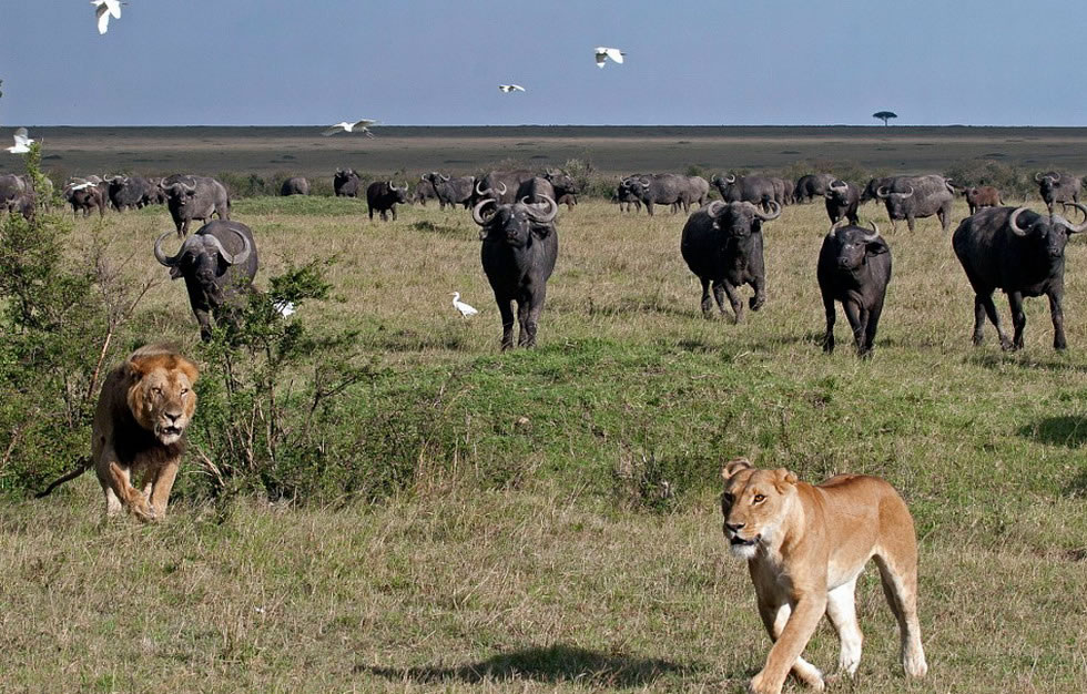 һֻ�뿪��ʨ�Ĵ�ʨ��ͼ����Ұţ�����ܿ챻�䷢�֡�