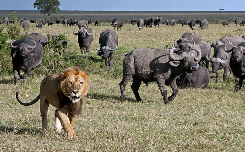 ����ʨ�Ӿ�����ҰţΪ���Զ��󣬵�����Գ�Ⱥ��Ұţʱ�����ǳ��˳���Ҳ����������