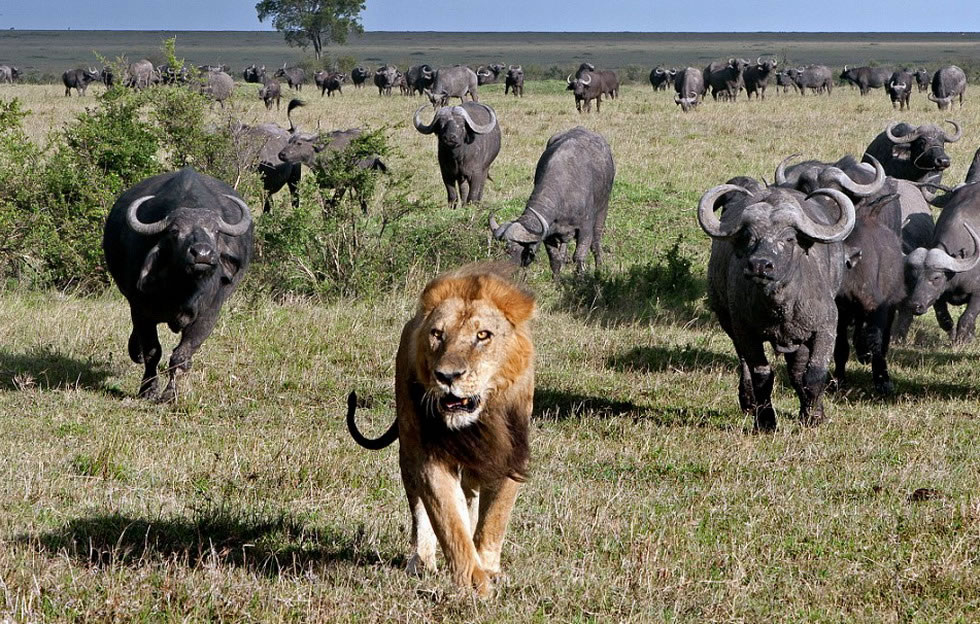 ҰţȺ��ʼ׷����ֻ��ʨ����ʨ�Ĵ����ܣ���Ķ��ӡ�