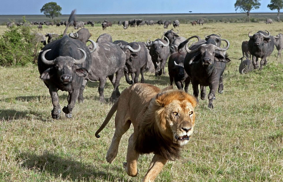 ��ֻ��ʨ�������Ұţ�ļ��