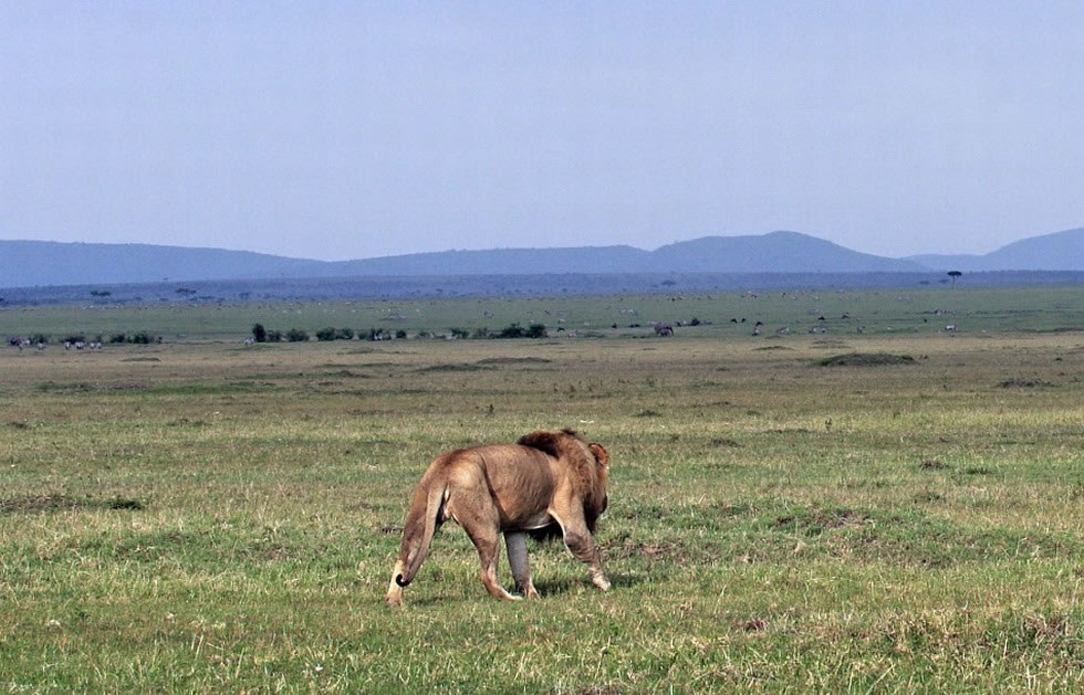 �ڱ�ҰţȺ׷������ֻ��ܵ�ʨ��ֻ�á��տڶ��顱��