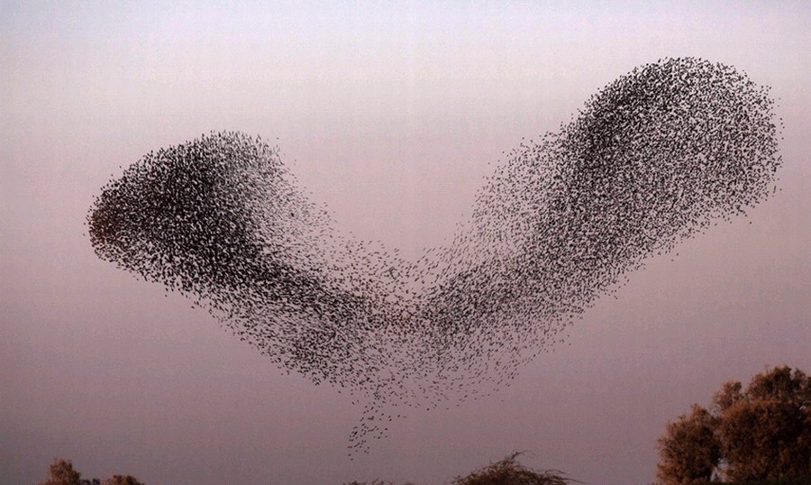 ɫڸǷɳĮRahatһȺֵʱ֣ڿз裬ɸͼΣ漰׳ۡ