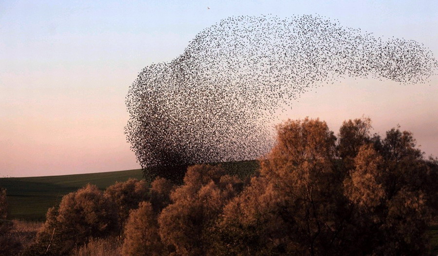 ɫڸǷɳĮRahatһȺֵʱ֣ڿз裬ɸͼΣ漰׳ۡ