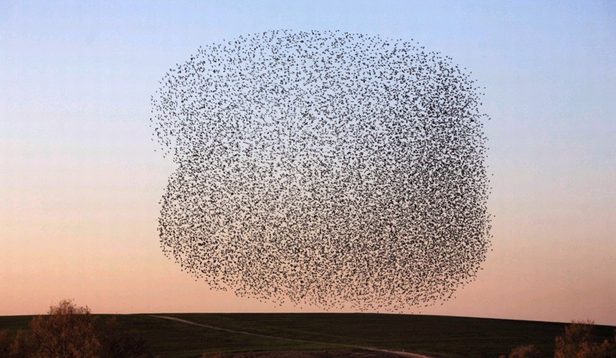 ɫڸǷɳĮRahatһȺֵʱ֣ڿз裬ɸͼΣ漰׳ۡ