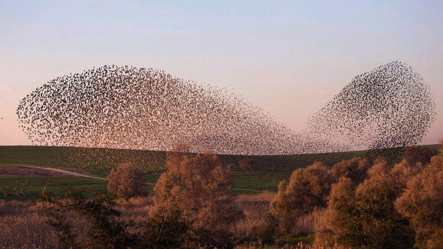 ɫڸǷɳĮRahatһȺֵʱ֣ڿз裬ɸͼΣ漰׳ۡ