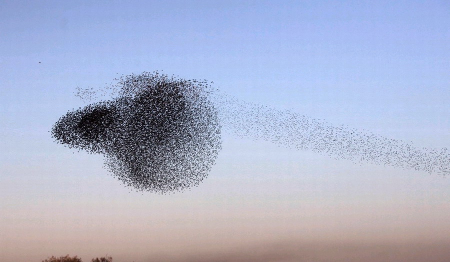 ɫڸǷɳĮRahatһȺֵʱ֣ڿз裬ɸͼΣ漰׳ۡ