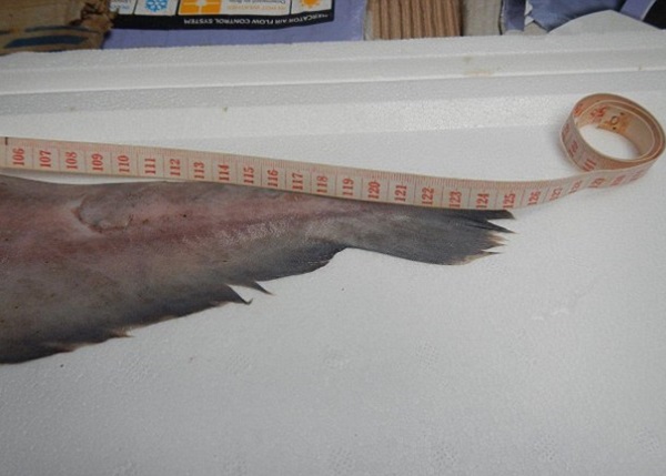 ����Լ1.2�׳�