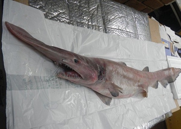 �������͵�Ϥ��һ�䲩����Ƴɱ걾