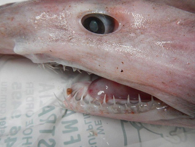 ����������Ⲷ����Դ��1.25��ǰ��ʷǰ���㡪���粼����(Goblin Shark)