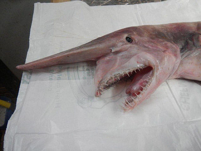 ���粼���衹(Goblin Shark)����Դ��1��2500����ǰ�Ľ������