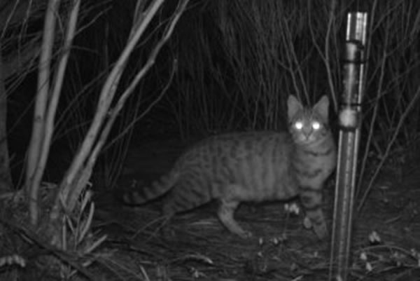 澳大利亚拿出秘密武器“Eradicat”将最大程度上改变该国目前野猫泛滥成灾的局面