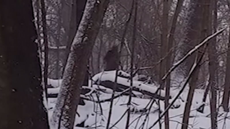 美国布鲁克林展望公园拍到神秘人形“大脚怪”