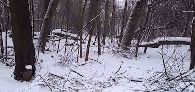 美国布鲁克林展望公园拍到神秘人形“大脚怪”