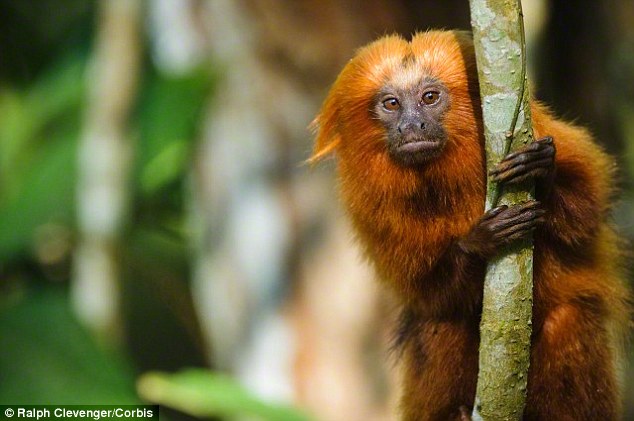 Ӣ������˹�ж�����԰һֻϡ�н�ʨ������С��׹�������ˮ̡�Ե�