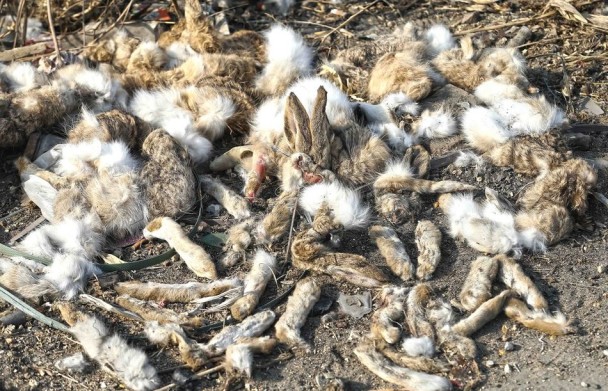 ·�߶����˰ǵ�����Ƥ�����������צ����β��