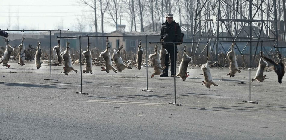 һ���ŵ����ܹ���Ұ�á�