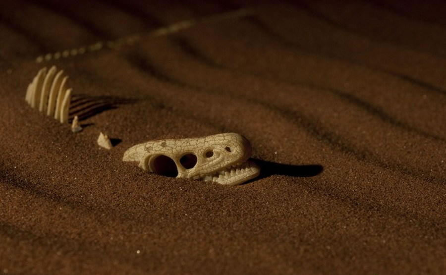 发现迄今最古老的恐龙