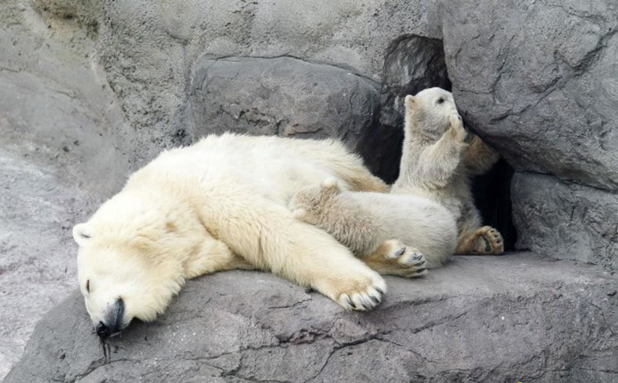 哺乳动物祖先冬眠躲过物种灭绝灾难