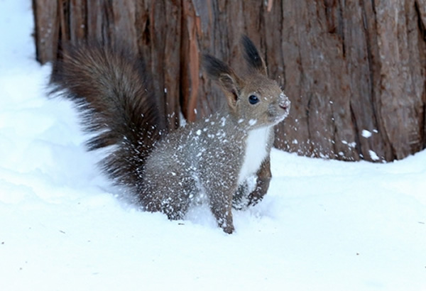 ձһȺҰϺ޾Ϻڴѩл