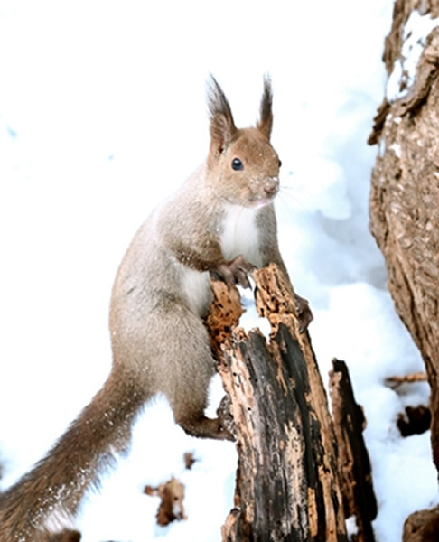 ձһȺҰϺ޾Ϻڴѩл