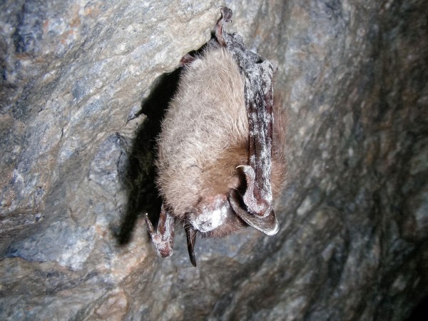 һ�ֽаױ��ۺ�������������Ѿ�ɱ������500��ֻ��������