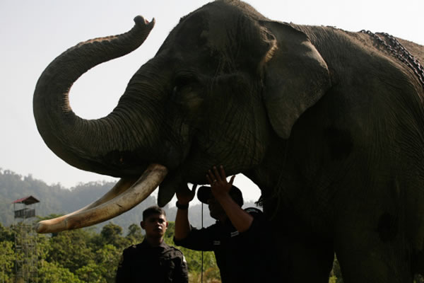 印尼亚齐省组成特别的大象巡逻队 队员骑象缉查非法砍伐