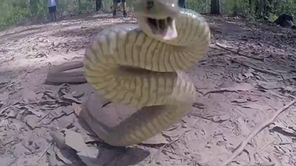 澳大利亚摄影师冒死拍摄剧毒东部棕蛇向人发起攻击时的瞬间