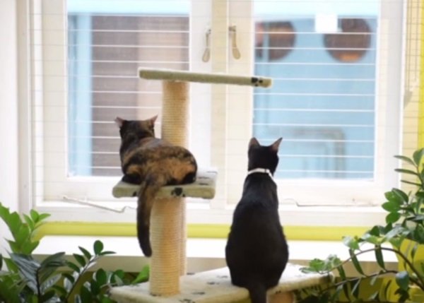 有兴趣的市民可以领养猫咪,给它们一个家。