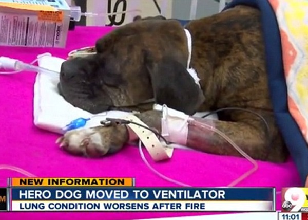 卡门目前无法自行呼吸。