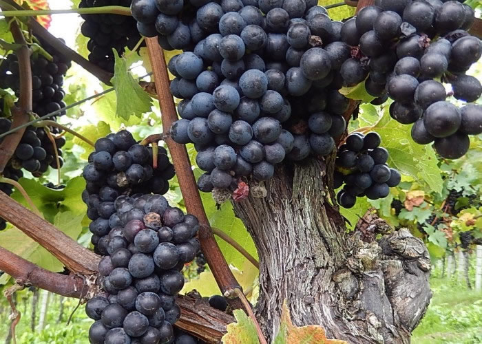 оָеɼ֬ϸ֬ϸγɡ