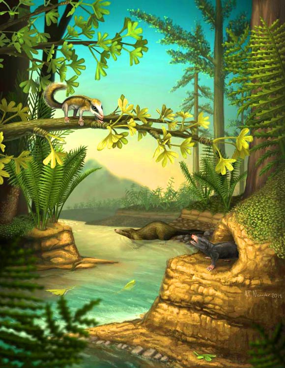 Agilodocodon scansorius(左上)和Docofossor brachydactylus (右下)生活方式和生存环境的重现