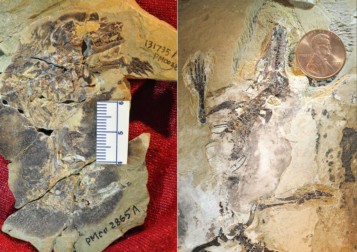 Agilodocodon scansorius和Docofossor brachydactylus的化石
