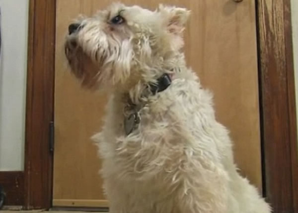 这就是聪明又勇敢的Cissy