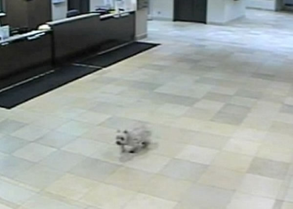 Cissy努力寻找主人,最后被保安员发现。