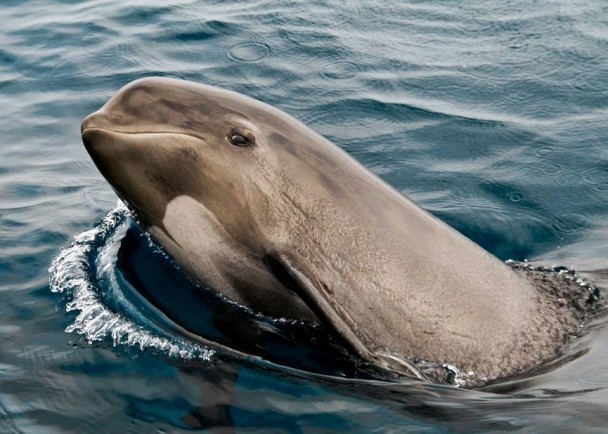 ��ѧ�������Բ�����캽�������ǳ��ԭ��