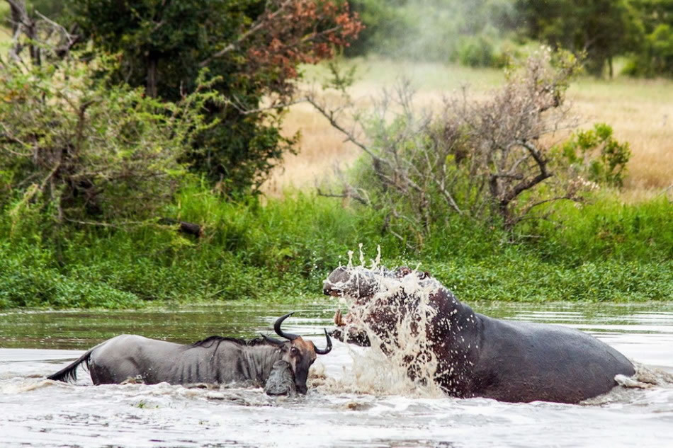 局面演化成三方混战,而河岸边,一群鬣狗正躲起来坐山观虎斗,企图从中得利。