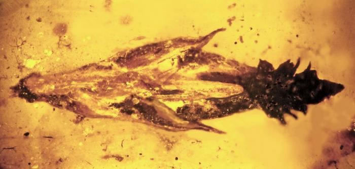 鷢ֵһ껯ʯзǾƵϸ