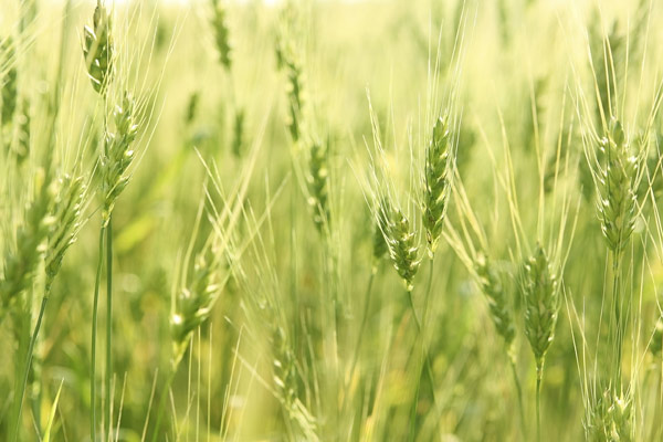 欧洲农作物产量与变化的气候